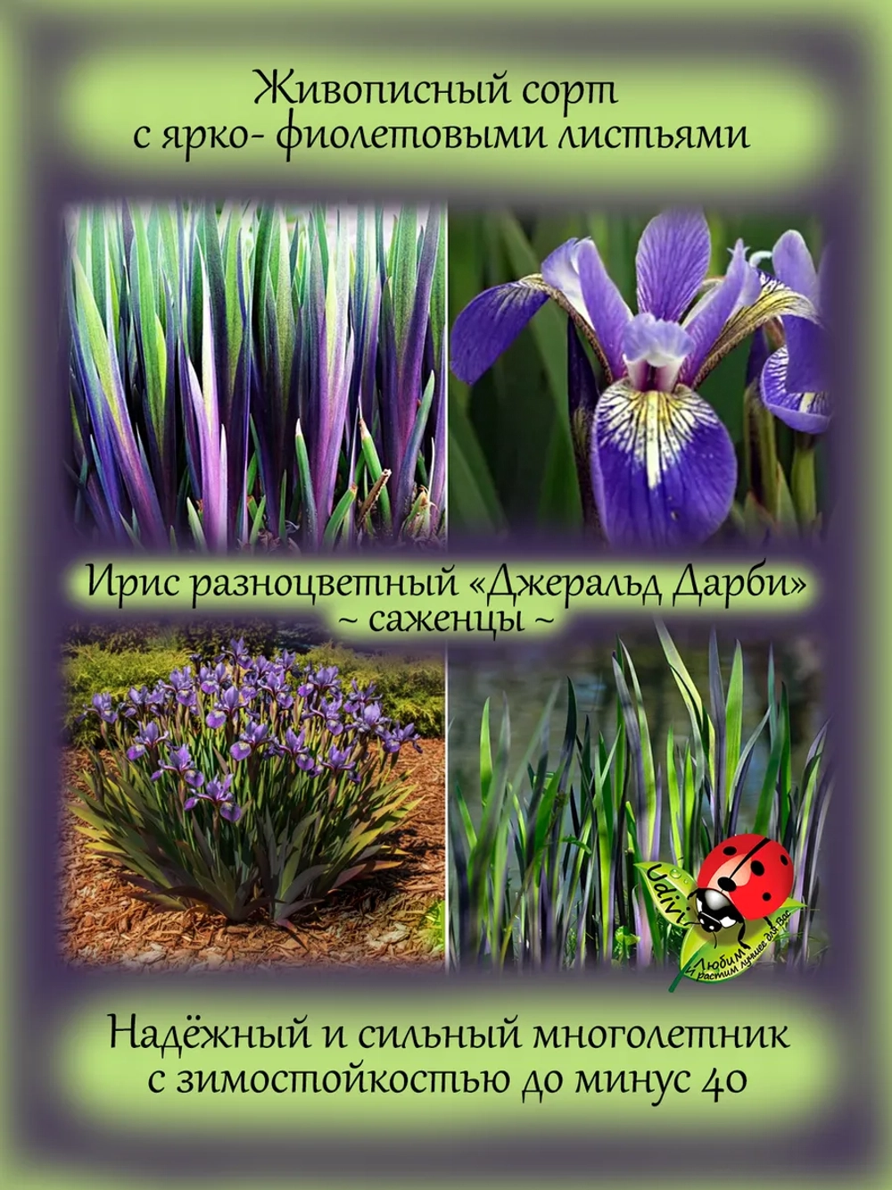 Ирис Джеральд Дарби разноцветный