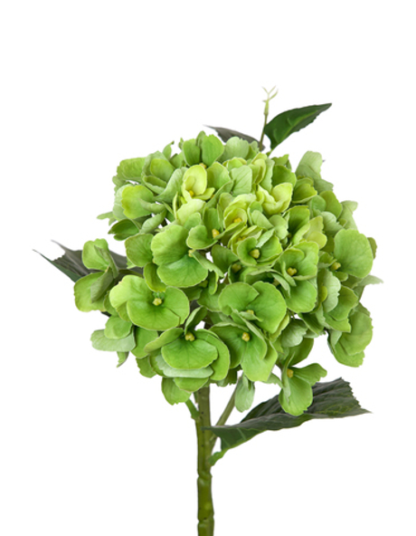 Гортензия крупнолистная small на стебле - Зеленый