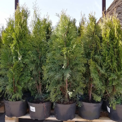 Туя западная Смарагд С5 80-100