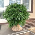 искусственная туя шар