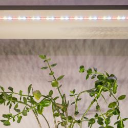 Светодиодная лента для растений ЭРА FITO-Strip Light-Rа90-300LED-5m-12V-IP65 полного спектра 5м IP65 с адаптером 12В