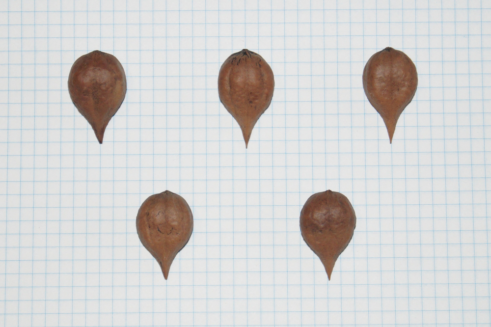 Семена ореха сердцевидного "типичный ЦФО" с носиком