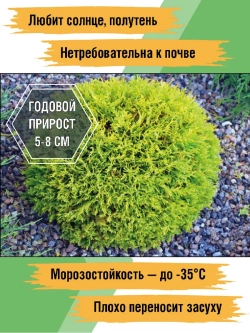 Туя саженец западная Мириам хвойные