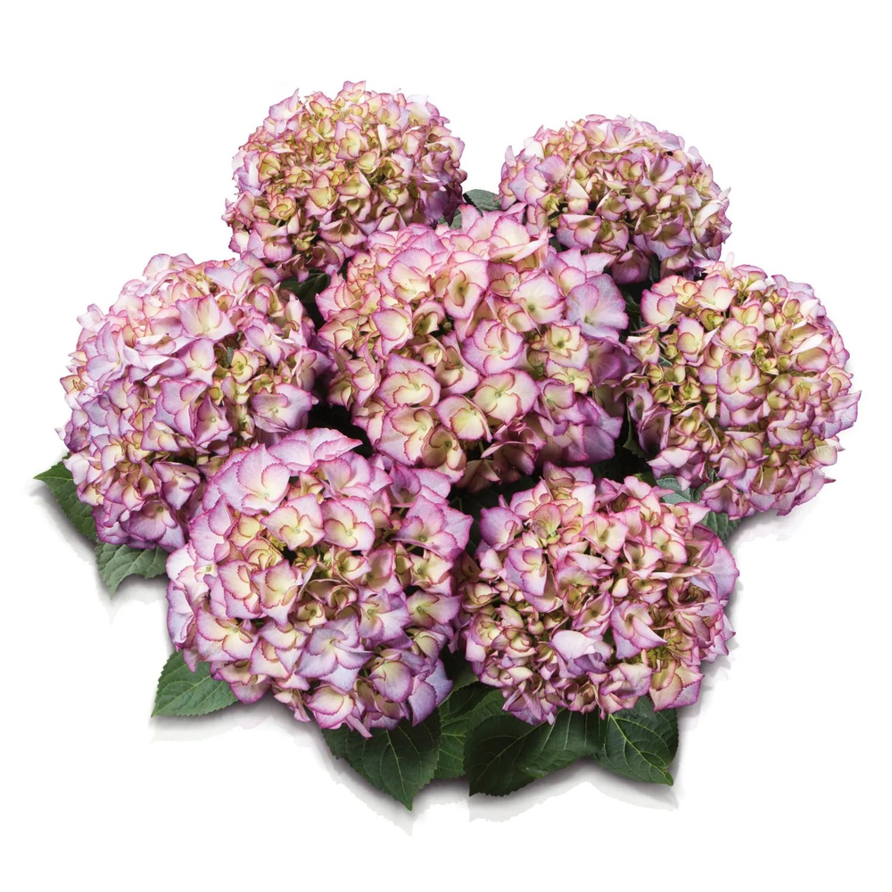 Adula Purple/Адула Парпл