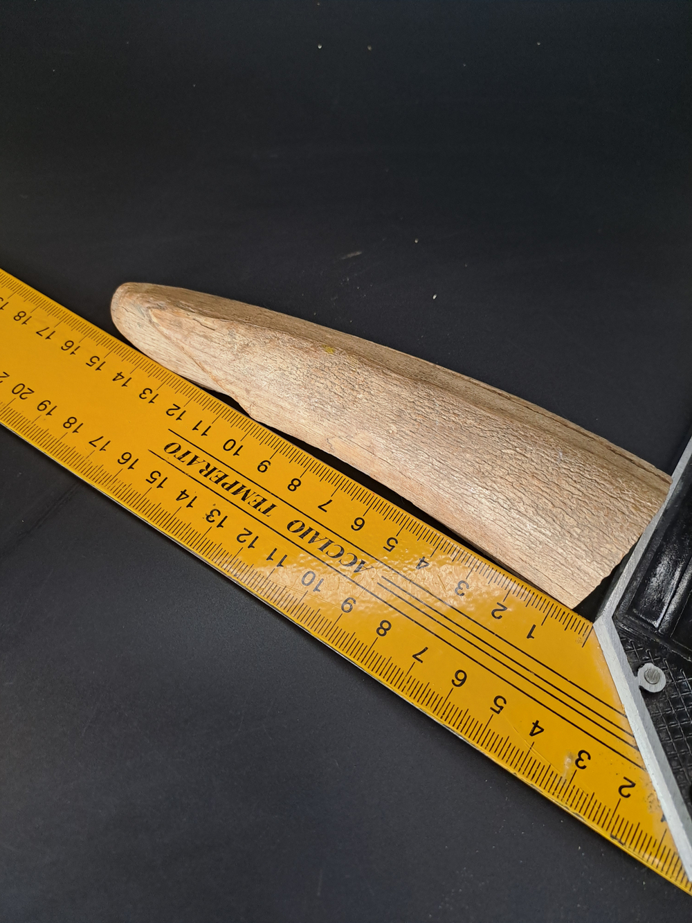 Бивень мамонта для коллекции