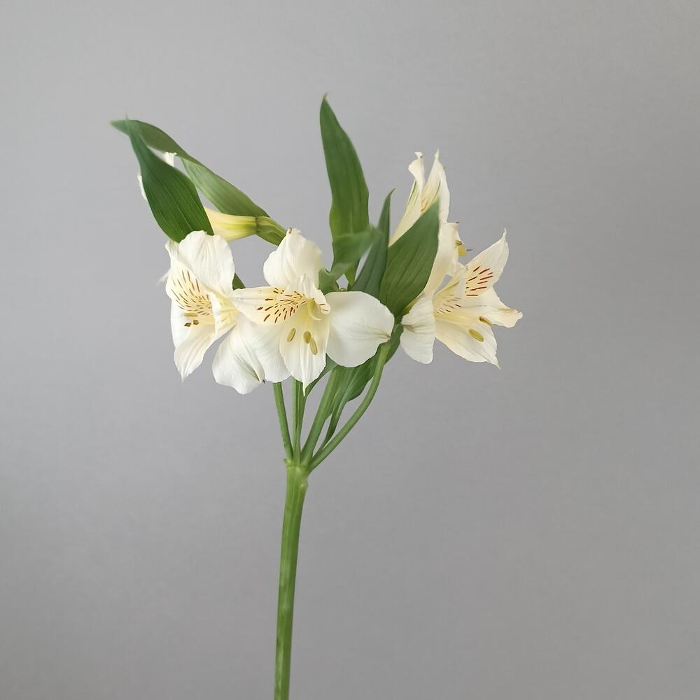 Альстромерия перфект