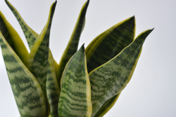 Сансевиерия Футура Суперба / Sansevieria Futura Superba