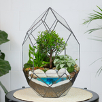 Готовый флорариум бонсай Сизигиум Цефей с озером