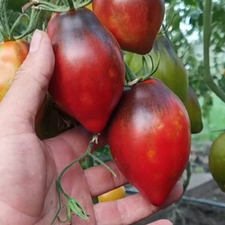 Помидоры - Бронзовое Сердце Сержанта Пеппера