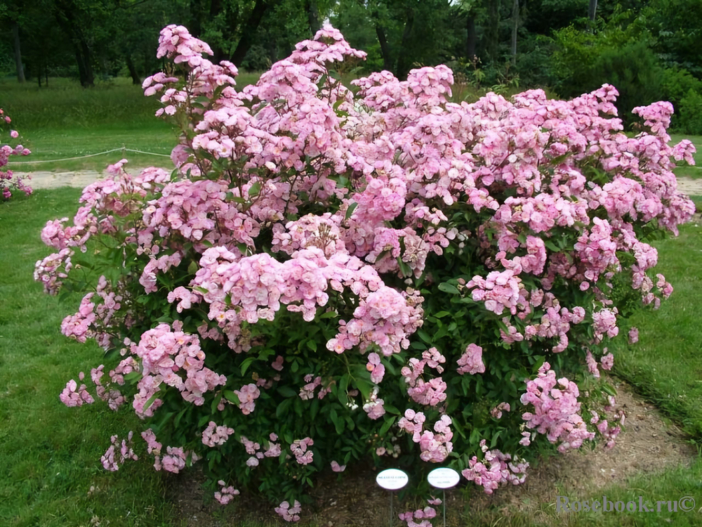 Роза Хевенли Пинк С7 Закупка М57 июнь 2026