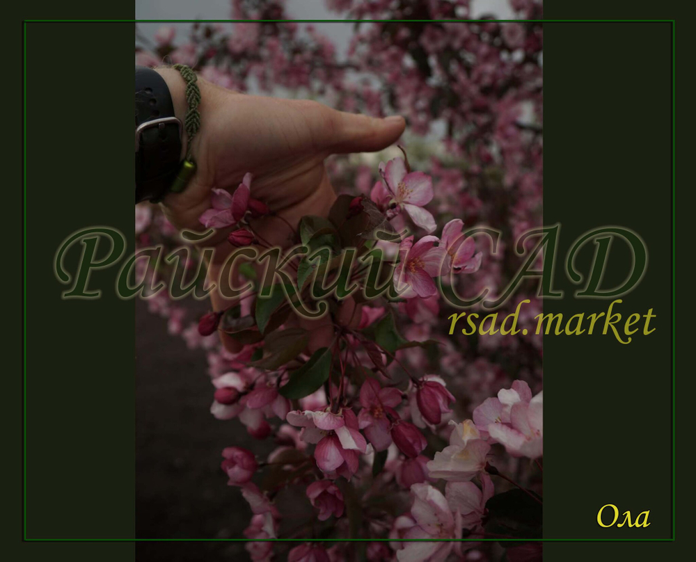 Яблоня декоративная 'Ola' (Ола)