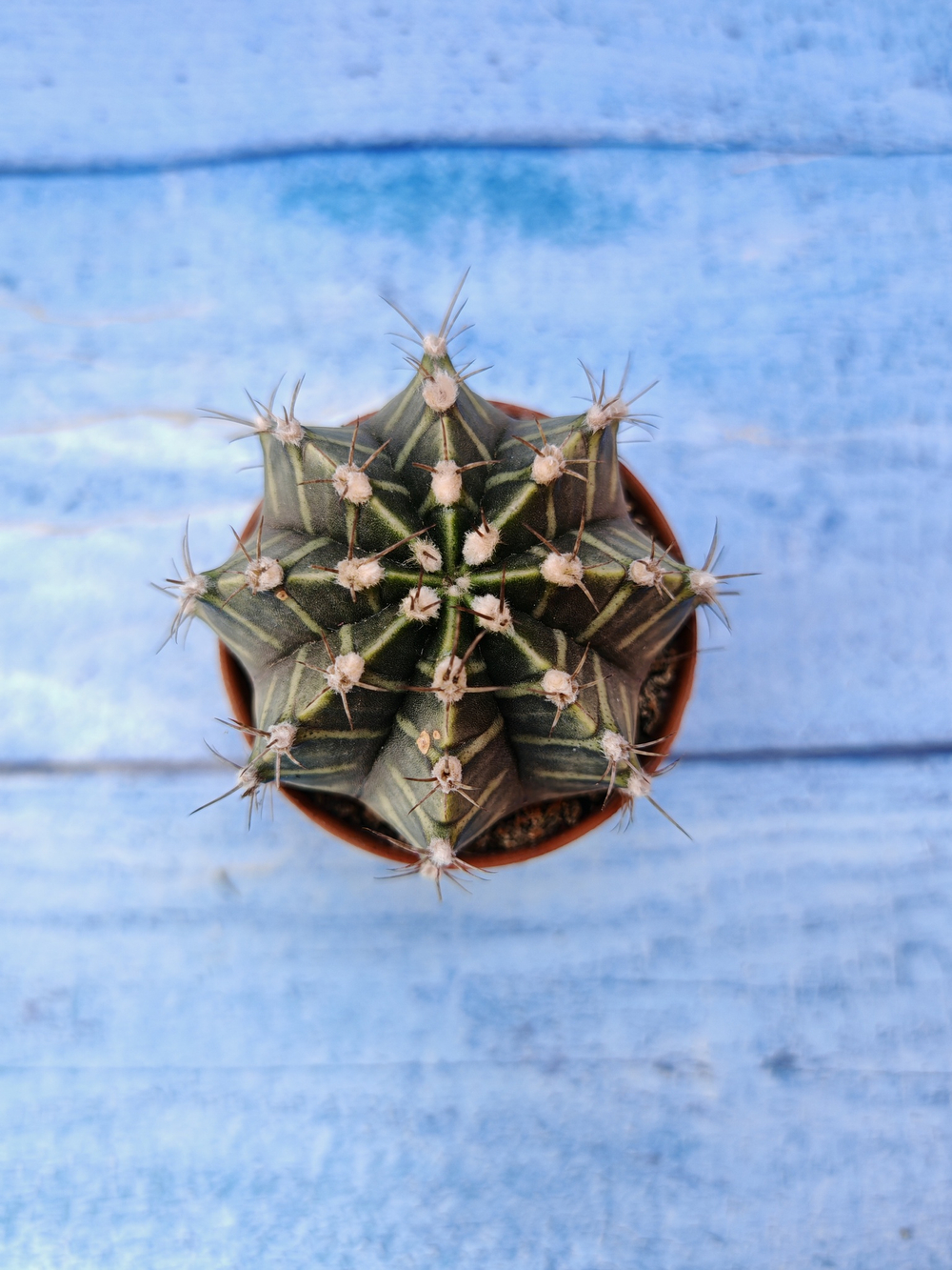 Gymnocalycium Friedrichii (Гимнокалициум)