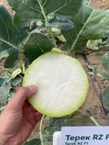 Терек F1 семена капусты кольраби Rijk Zwaan-Райк Цваан описание – фото 4