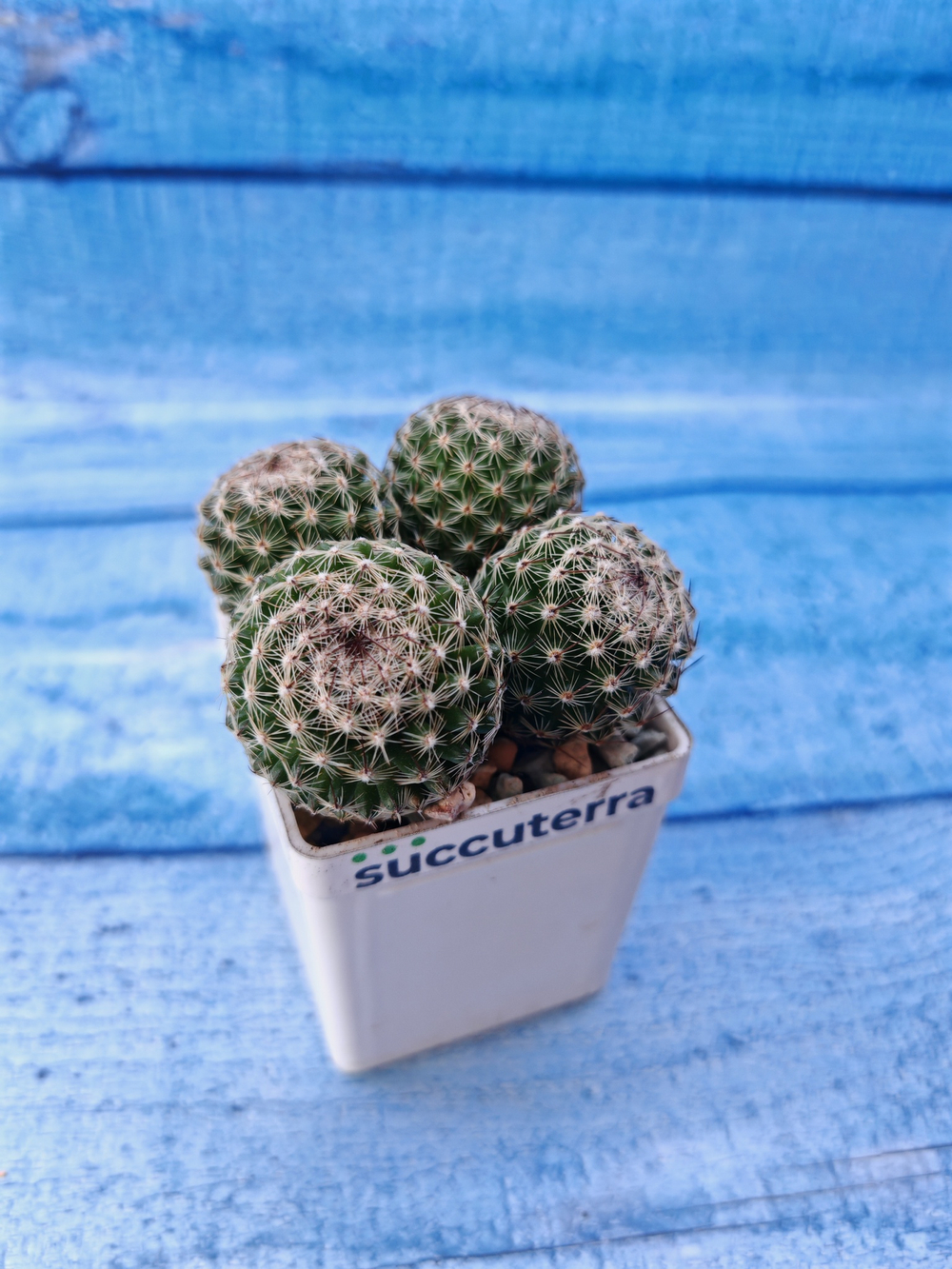 Mammillaria Matudae (Маммиллярия)