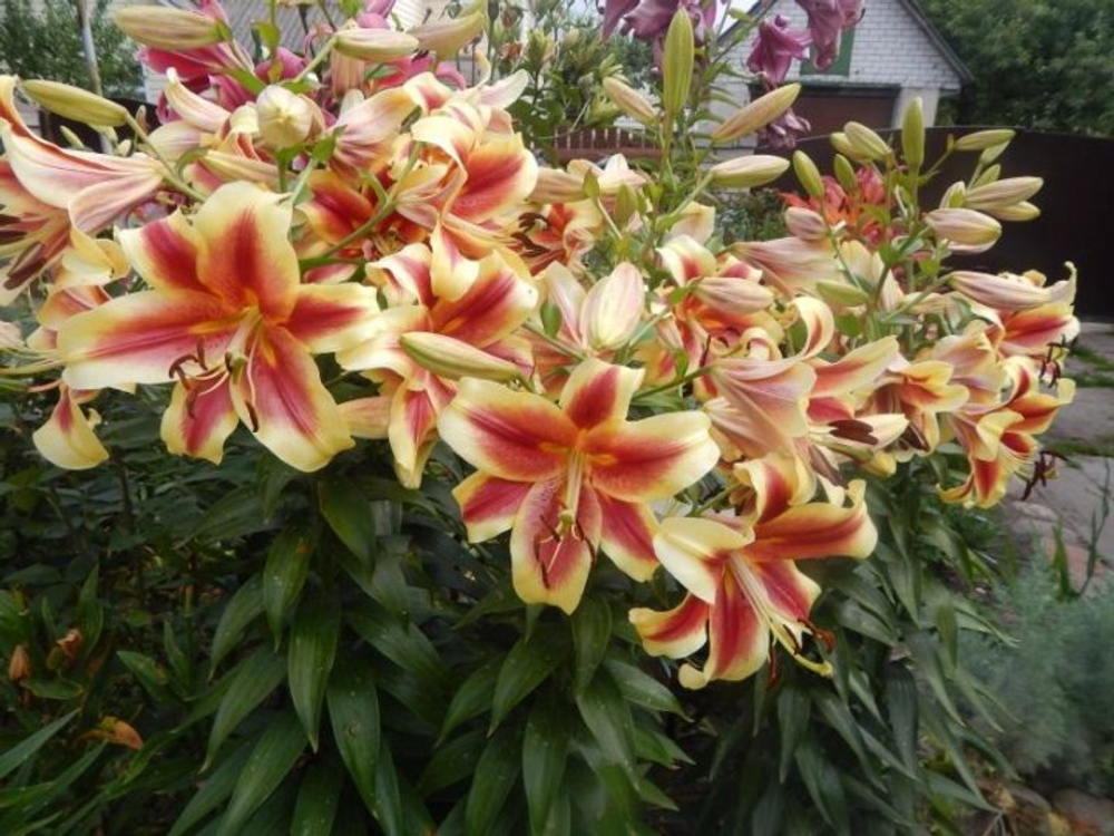 Лилия Флавия 1 шт размер 18/20 Закупка М67 апрель 2026