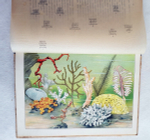 "В глубине вод". А.Шлейер. 1912г. - антикварное издание