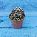 Gymnocalycium Friedrichii (Гимнокалициум)
