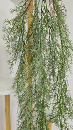 Аспарагус серебристый / Арт 4278