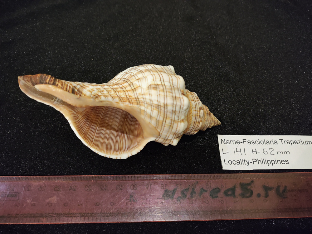 Фасциолария трапезиум 130мм-150-175мм