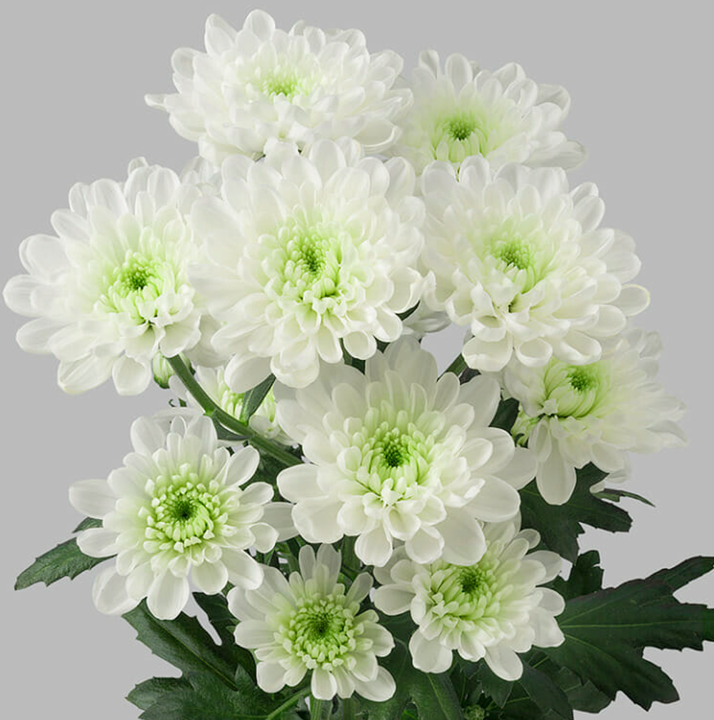 Altaj (NL)