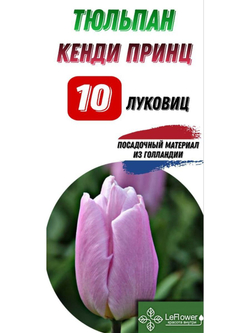 Тюльпан Луковица, Кэнди Принц, 10шт