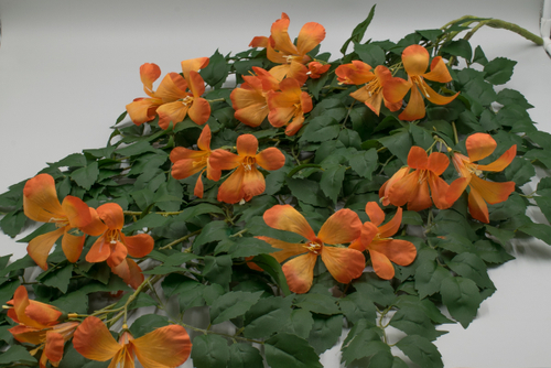 Кампсис ампельный 130см. 3 отв. Артикул: 1615064