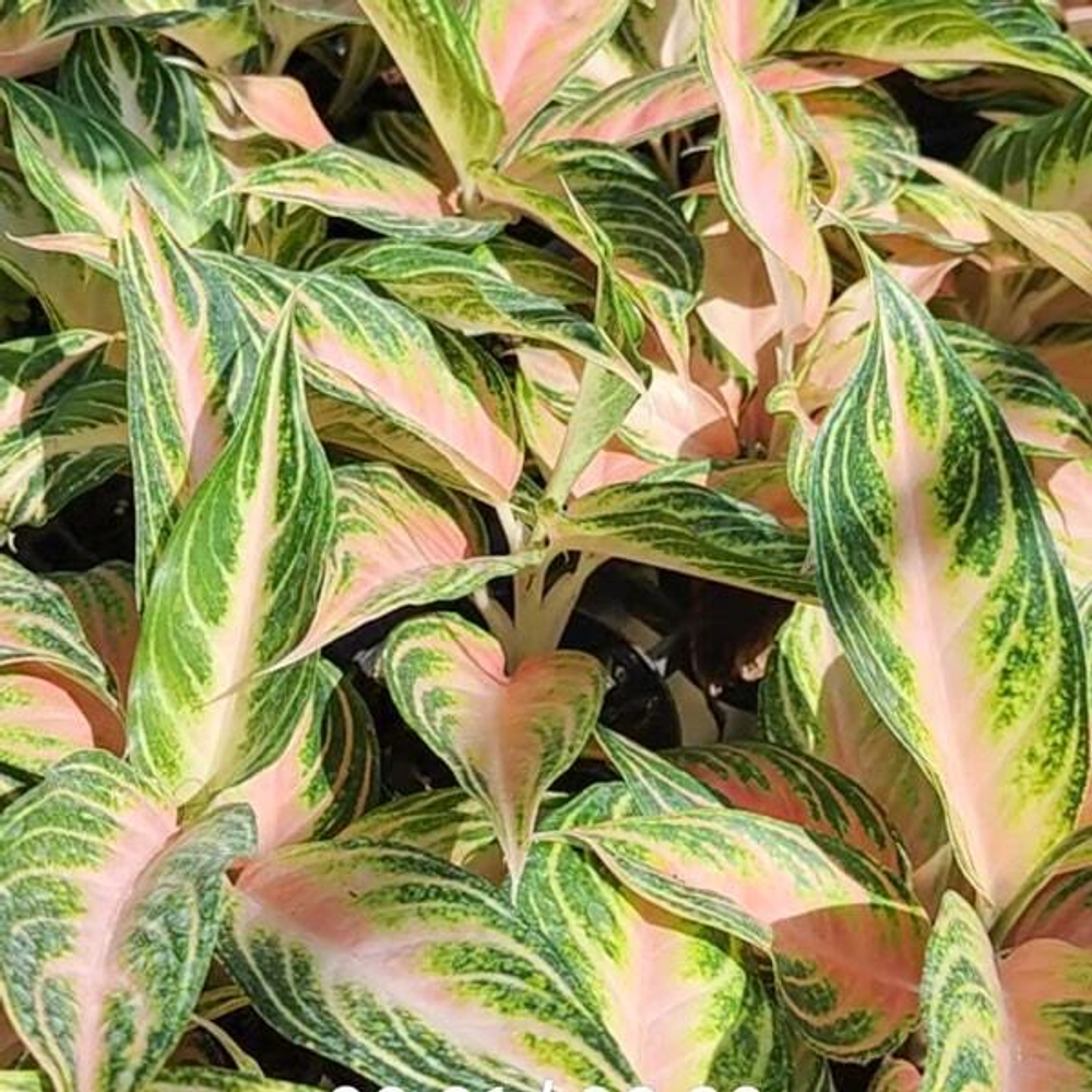 Аглаонема PINK PANAMA (A169)
