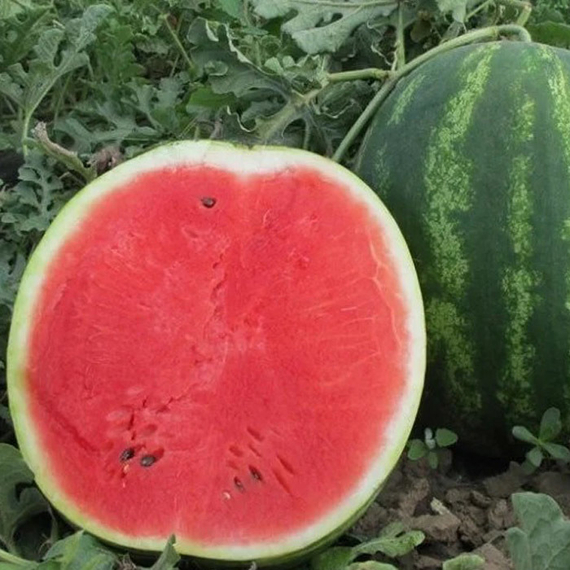 КАРИСТАН F1 семена арбуза (Syngenta | Alexagro) – фото 4