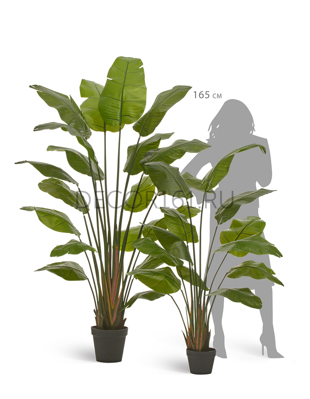 Стрелиция Traveller зелёная в-150 см (13 листов) (Sensitive Botanic) 1/1 10.011352N