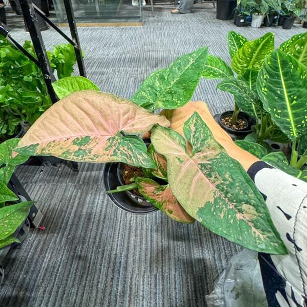 Сингониум PINK FLECKED