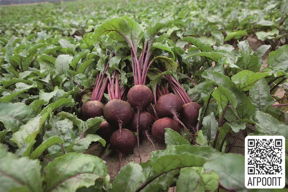Ронда F1 семена свеклы (Bejo / Бейо) в поле – фото 2