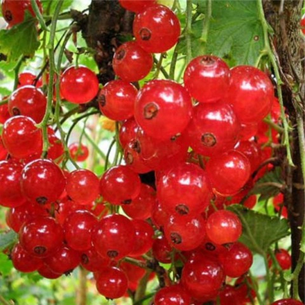 Смородина красная Натали (2-летняя) ЗКС