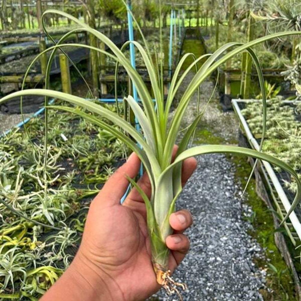 Тилландсия balbisiana