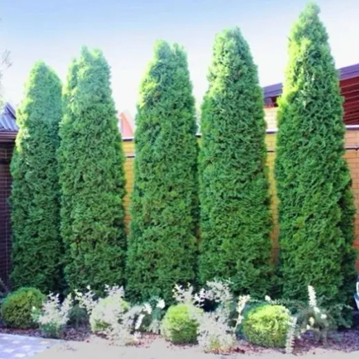 Туя западная Колумна Р9 25-30 см Закупка М62 апрель-май 2026