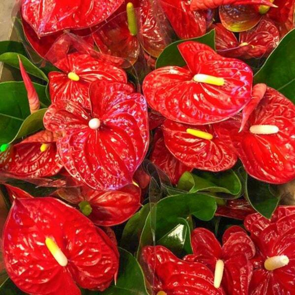 Антуриум Андрэ JAMBO RED