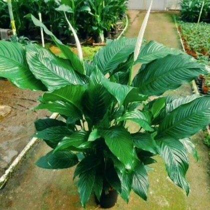 Спатифиллум д.17