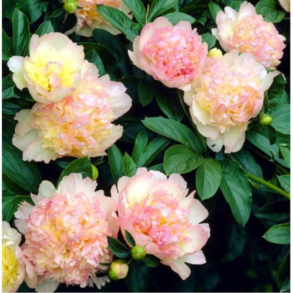 Пион Расбери Сандей 2-3 почки Закупка М81 октябрь 2026