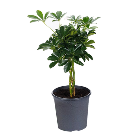 Шефлера коса