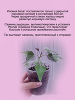 Ипомея батат вариегата