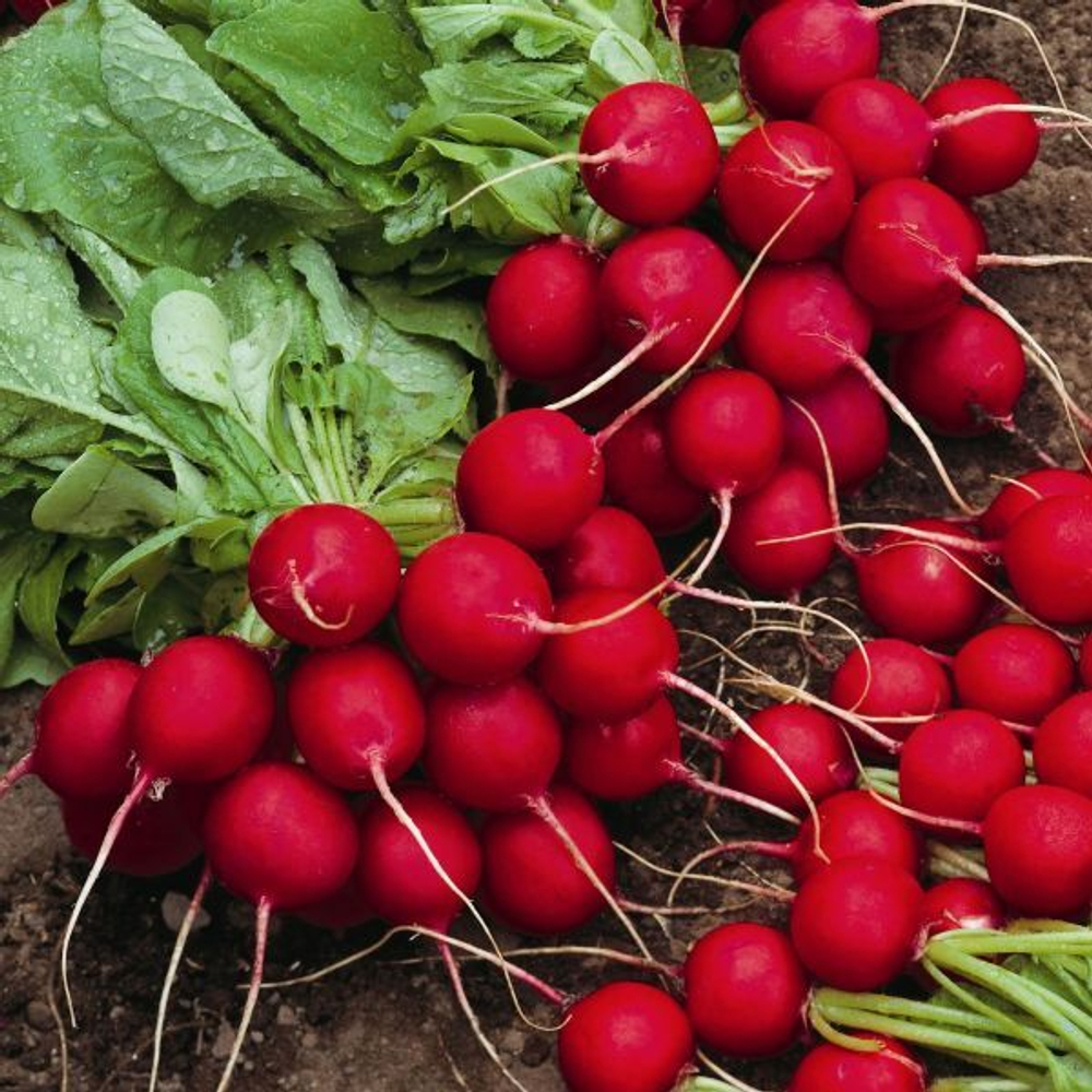 Редис Вена F1 (10гр) Витагрин Профи