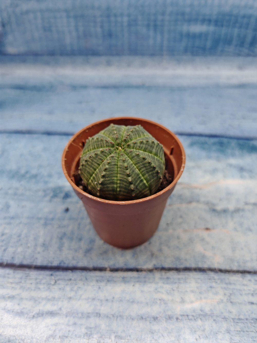 Euphoria Obesa (Эуфорбия)