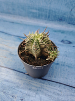 Euphorbia meloformis f. Variegated (Эуфорбия вариегатная)