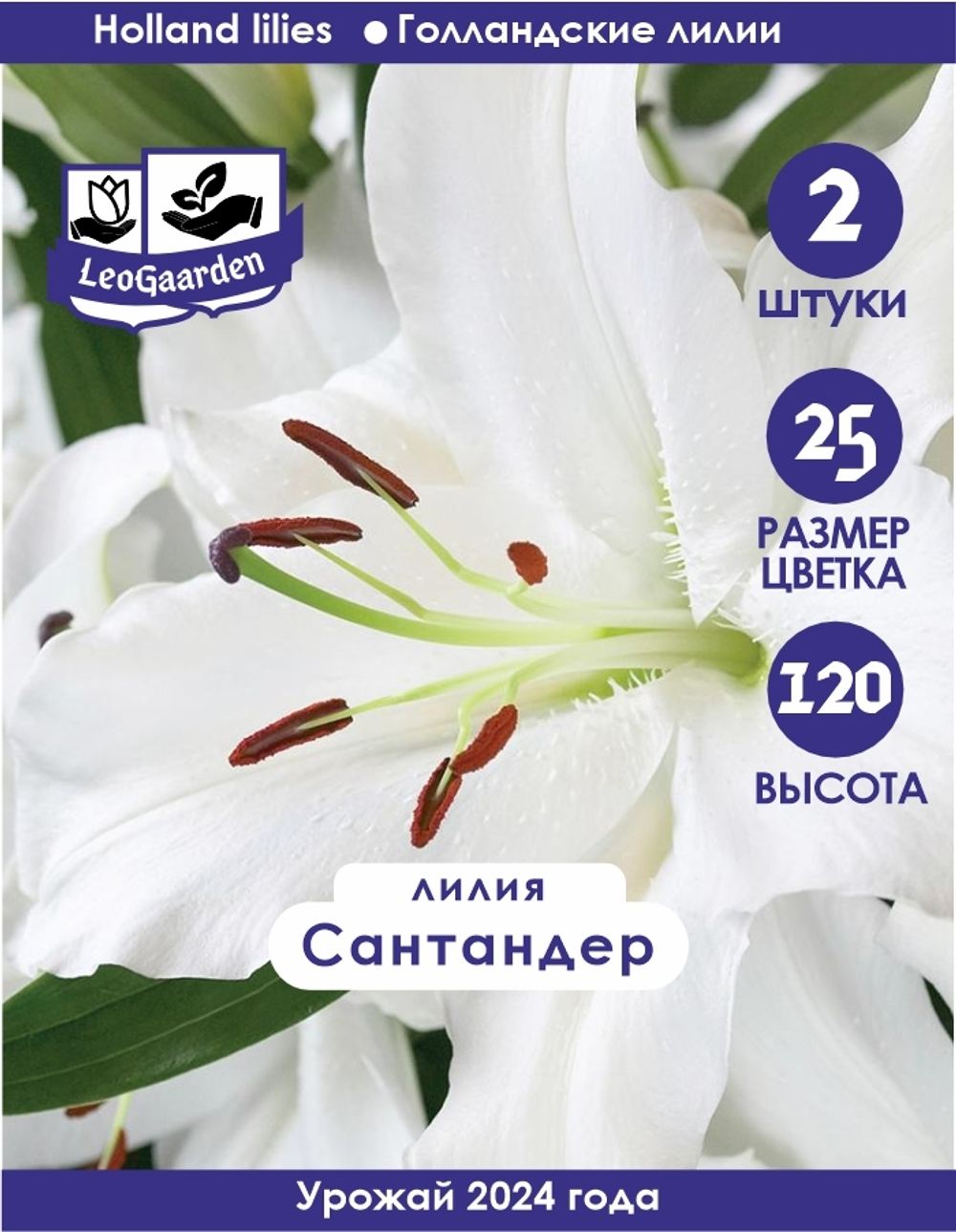 Лилия Луковица, Сантандер, 2 шт