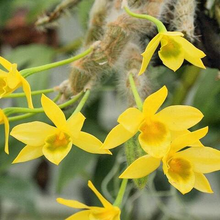 Орхидея DENDROBIUM SENILE