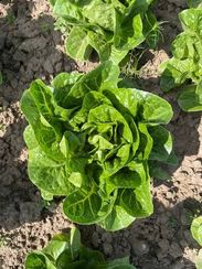 РАФАЭЛЬ семена салата (Rijk Zwaan | Alexagro)