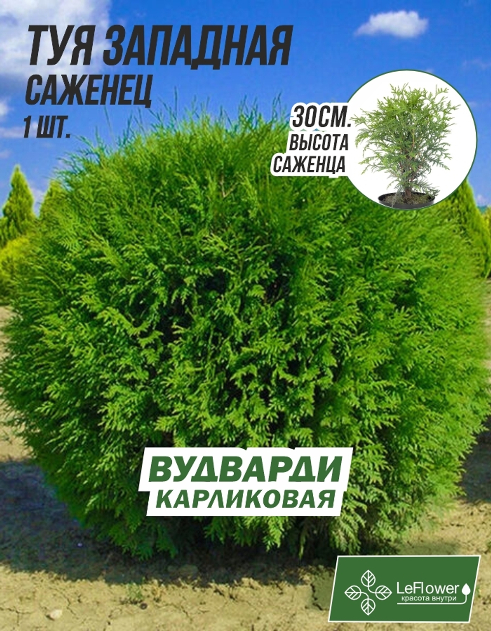 Туя Вудварди саженец 1шт