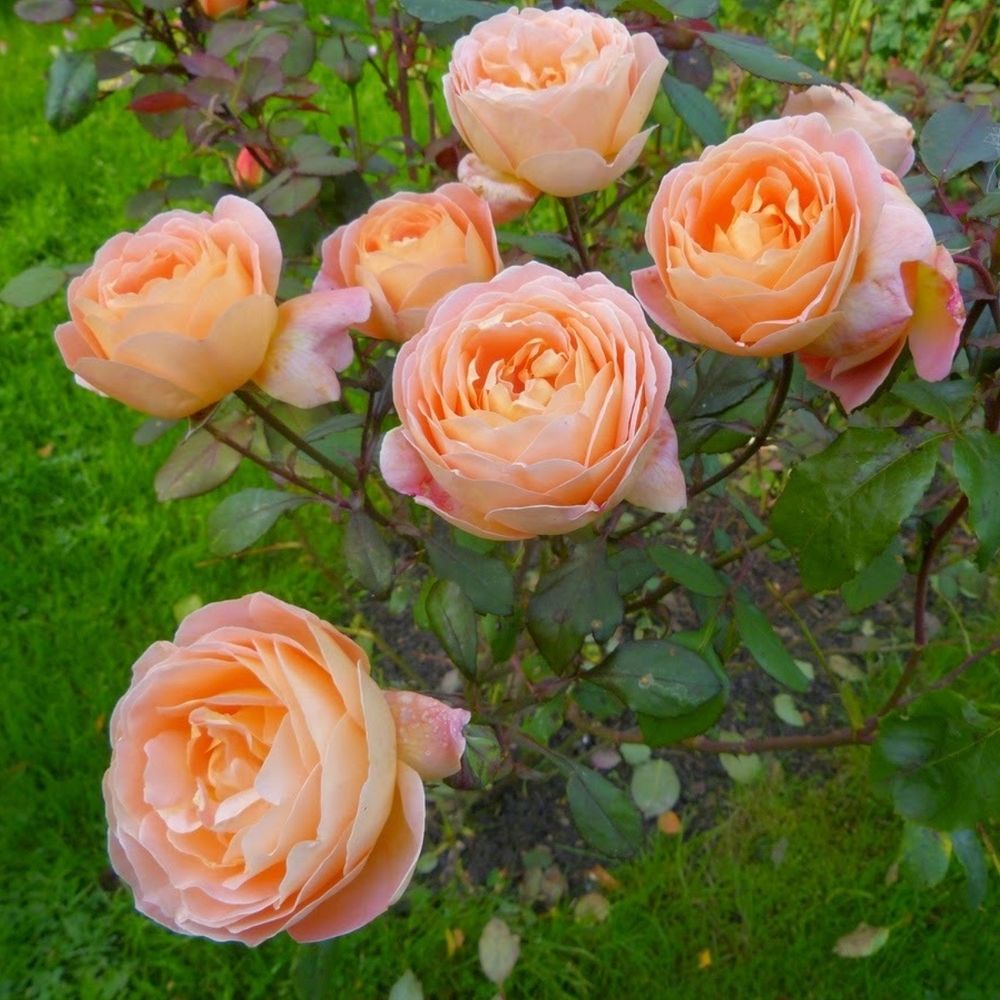 Леди Эмма Гамильтон (Lady Emma Hamilton)