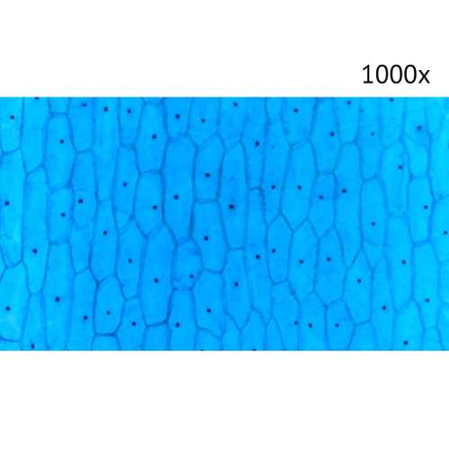 Цифровой микроскоп МИКМЕД LCD 1000x 2.0LB