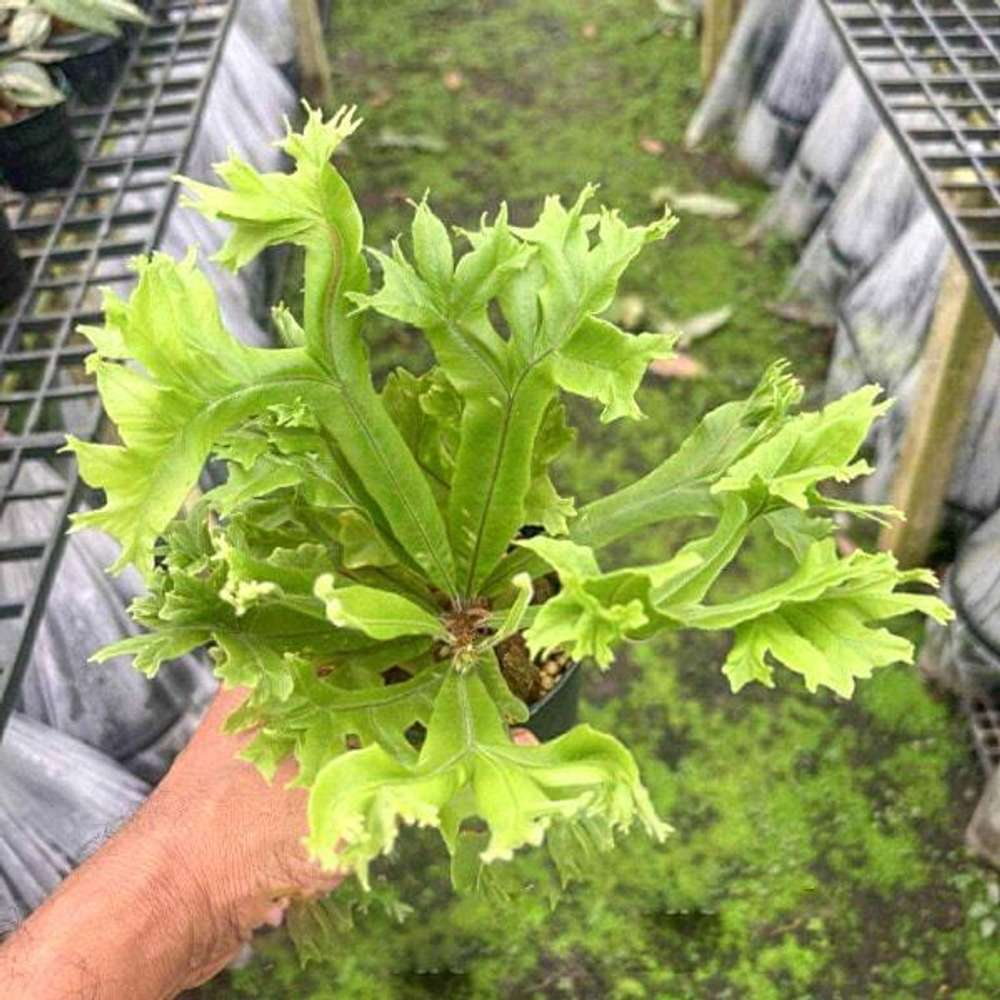 Олеандра O.MUT PHO SADET