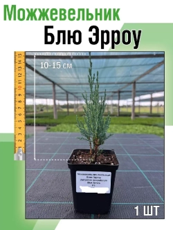 Саженец хвойных Можжевельник Блю эрроу